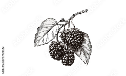Antique engraving of white mulberry, berry cluster sketch, black ink print, vintage hand-drawn style, retro food art, old botanical illustration, rustic style, trendy nature decor
