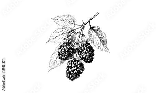 White mulberry vintage engraving, black ink sketch, antique berry cluster, retro hand-drawn style, rustic decor, old botanical print, trendy fruit art, classic nature illustration