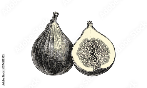 Hand-drawn tropical fig fruit illustration, vintage botanical sketch, black ink engraving, retro food artwork, antique style print, natural history art, exotic plant drawing, detailed etching