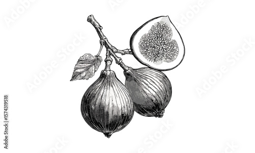 Tropical fig fruit hand-drawn engraving, vintage botanical sketch, black ink artwork, retro food print, antique etching style, classic natural history illustration, detailed fruit drawing