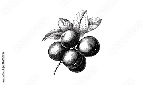 Retro botanical illustration, vintage greengage plum engraving, hand-drawn black ink fruit sketch, antique style fruit art, classic kitchen decor, trendy fruit drawing, natural food print