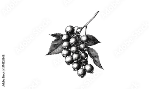 Hackberry fruit vintage engraving, black ink hand-drawn berry cluster, retro botanical art, old style engraving, trendy rustic food decor, classic nature sketch, garden illustration