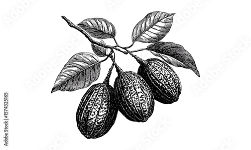 Vintage mamoncillo fruit engraving, tropical hand-drawn sketch, retro ink illustration, black botanical drawing, old engraving style, trendy food decor, exotic fruit art, nature print