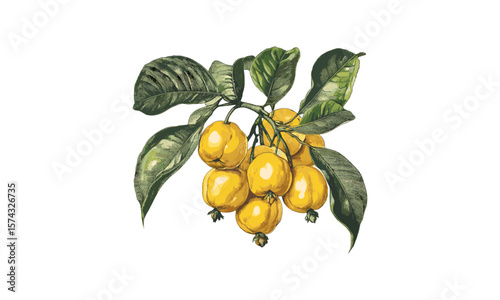 Tropical hand-drawn illustration, vintage Nance fruit engraving, antique botanical art, retro food sketch, black sketch, trendy yellow berry decor, old engraving style, rare tropical fruit art