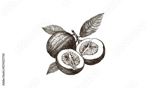 Vintage nutmeg fruit engraving, tropical spice botanical sketch, hand-drawn old style illustration, retro food print, antique decor artwork, black sketch, classic engraving art
