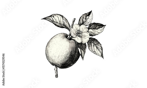 Antique rose apple engraving, tropical fruit sketch, detailed botanical illustration, vintage hand-drawn art, retro fruit print, stylish black sketch, classic nature decor, trendy wall hanging