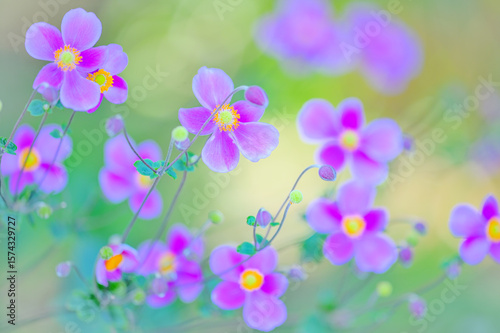 ピンク色の秋明菊と柔らかな背景