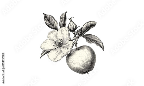 Tropical fruit engraving, vintage rose apple illustration, detailed hand-drawn botanical sketch, antique style art, black line drawing, retro home decor, stylish fruit print, nature theme