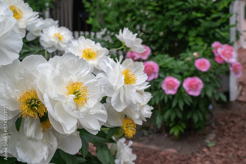 Stunning peonies blooming in the garden. Blooming white herbaceous peony of the Miss America variety. The flowers are cup-shaped, semi-double with golden stamens