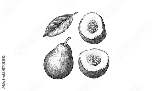 Retro botanical print, vintage sapote sketch, hand-drawn tropical fruit, black ink decor art, old engraving style, trendy kitchen wall art, antique fruit illustration,