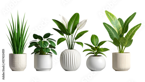 Green plant growing in a pot placed indoors for decoration and freshness