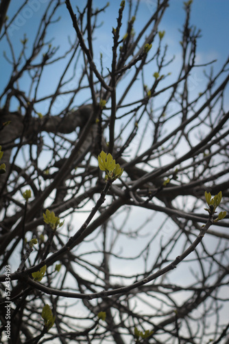 nature awakening the first green leaves on the tree branches