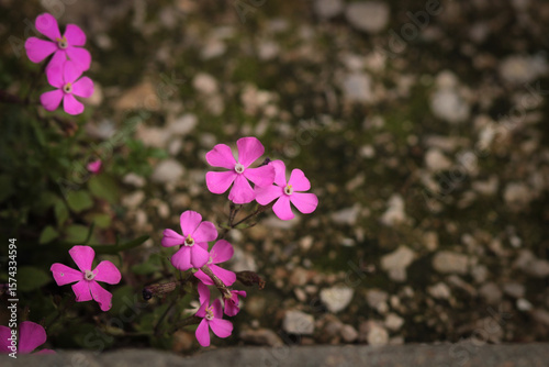 purple flower with green leaves among the stones