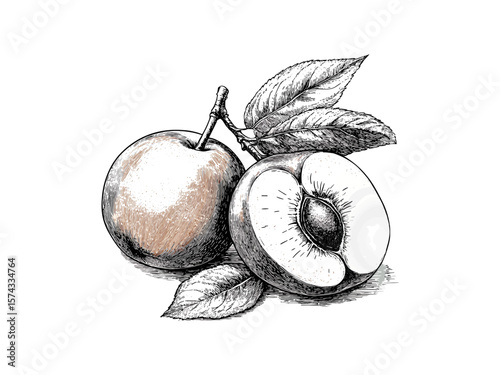 Antique style apricot artwork, hand-sketched stone fruit, vintage fruit decor, food illustration in old engraving style, botanical art print, black sketch fruit wall art, rustic food poster,