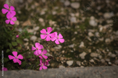 pink flowers on the ground