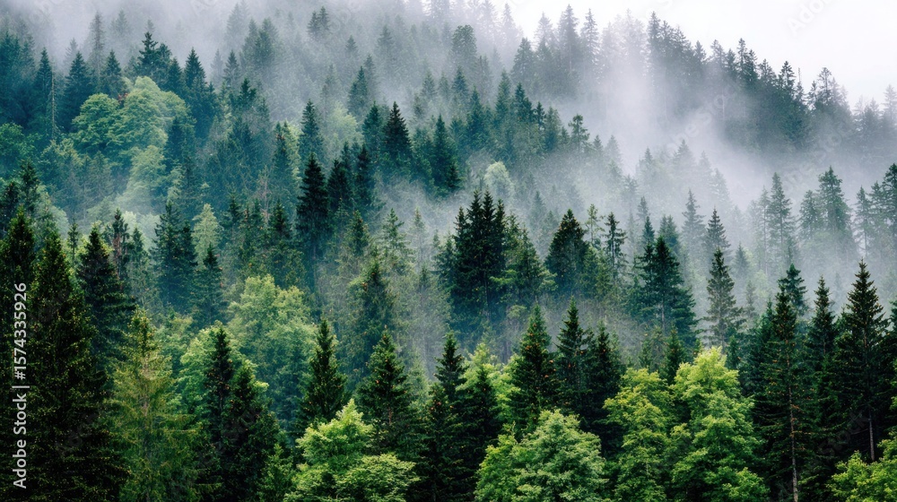 Fototapeta premium Misty mountain forest (1)