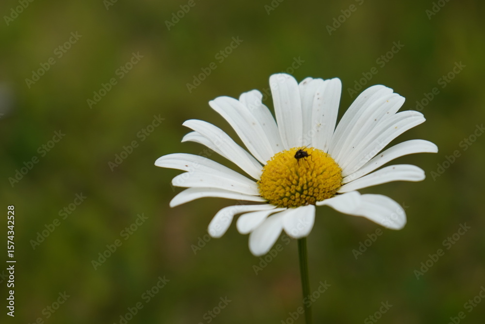 Obraz premium white daisy flower