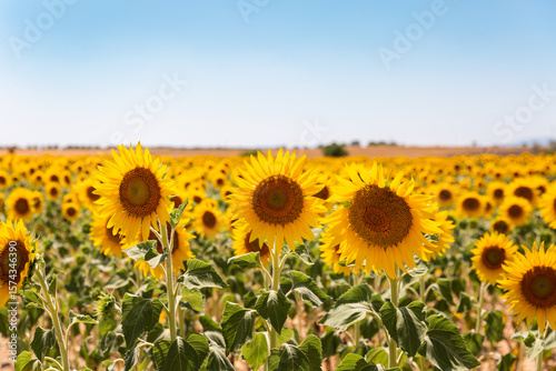 Champ de tournesol ensoleillé avec trois grandes fleurs de tournesol en premier plan et un grand ciel bleu en arrière-plan, dans le sud de la France