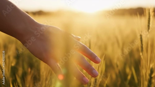 Hand gently brushes wheat in golden field capturing tranquil scenic agricultural moment