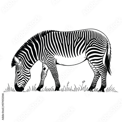 Zebra grazing calmly in open field black and white vector illustration