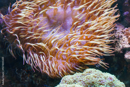 Fototapeta Naklejka Na Ścianę i Meble -  Vibrant sea anemone with flowing tentacles in a colorful coral reef environment