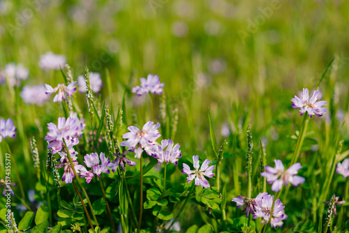 Cluster of beautiful purple blue flowers common name cranesbill of Geraniaceae family, growing in a meadow
