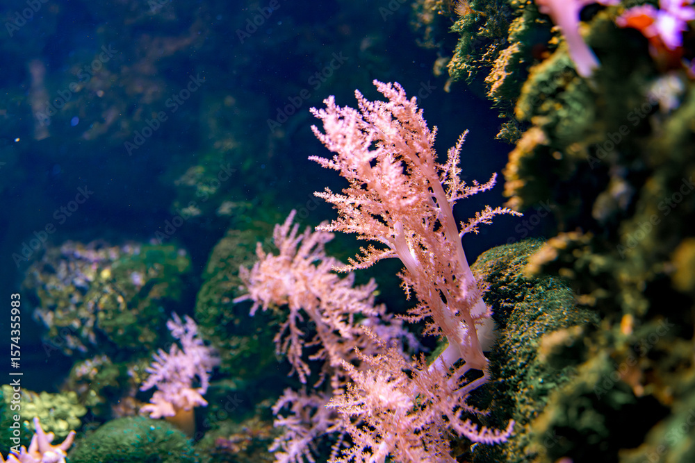 Naklejka premium Vibrant underwater coral thriving within a marine environment during daylight around a rocky reef