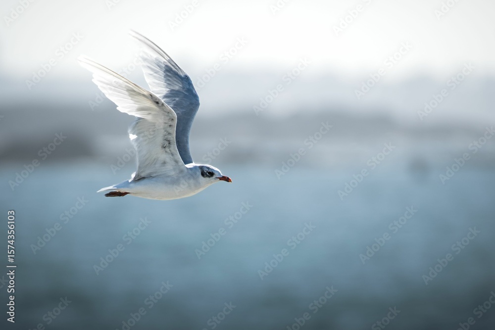 Fototapeta premium Seagull in Flight Over Ocean