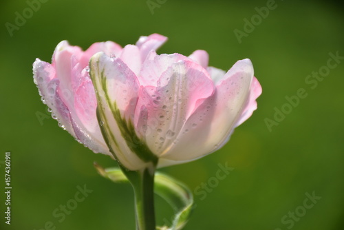 A tulip in the garden in spring, Sainte-Apolline, Québec, Canada