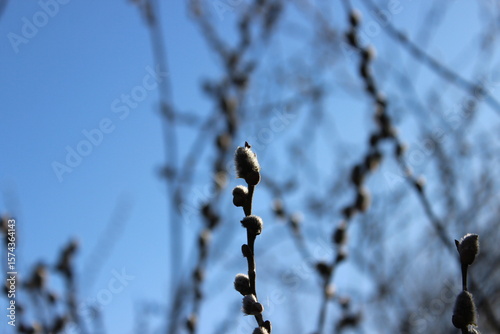 A small bud on a branch of a bush. Russia.