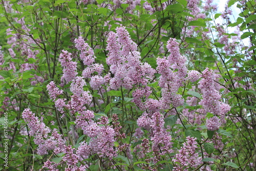 Beautiful blooming lilac. Russia.