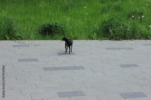 Small domestic dog in the park. Russia.