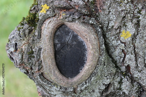 A round growth on a tree trunk. Russia.
