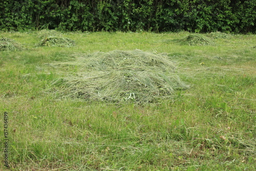 Mown grass on the lawn. Russia.