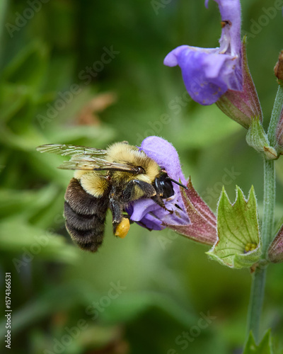 Bumble Bee on a Flower
