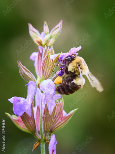 Bumble Bee on a Flower
