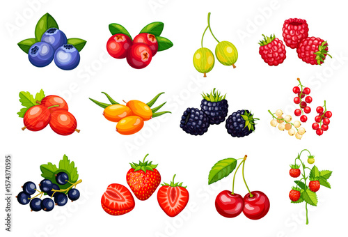 Set of berries in cartoon style.Vector illustration of delicious: blueberries, cranberries, gooseberries, raspberries, sea buckthorn, blackberries, currants, strawberries, cherries, wild strawberries.