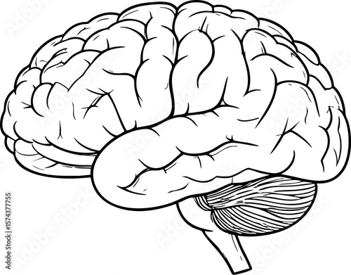 Hand Drawn Human Brain Doodle Vector Illustration