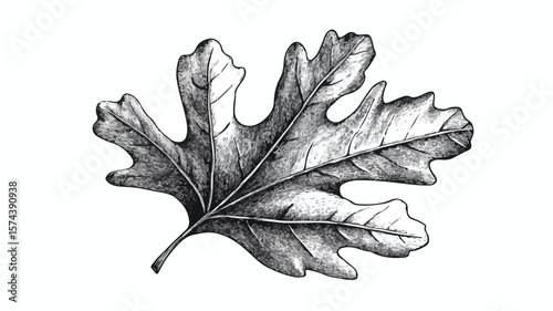 Vintage Oak Leaf Print with Grunge Effect for Designers and Artists