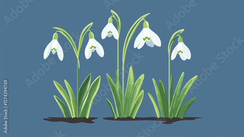 Snowdrop Flowers Symbolize Spring Season - Fresh, Nature, Springtime Botanical Blooms