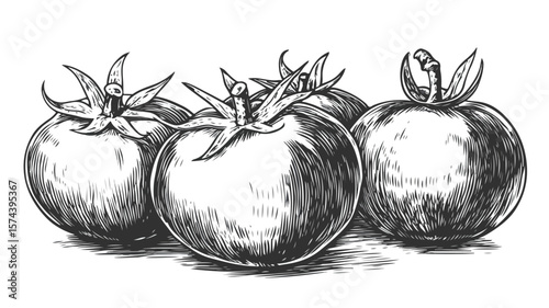 Vintage Woodcut Engraving Style Tomatoes on Old Black Background