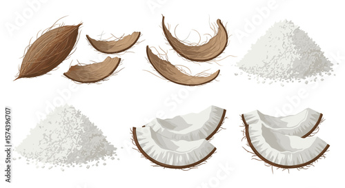 Illustration showing a whole coconut, coconut pieces, and piles of shredded coconut on a white background