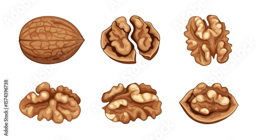 Illustration of walnuts in various states including whole shelled and halves on a white background
