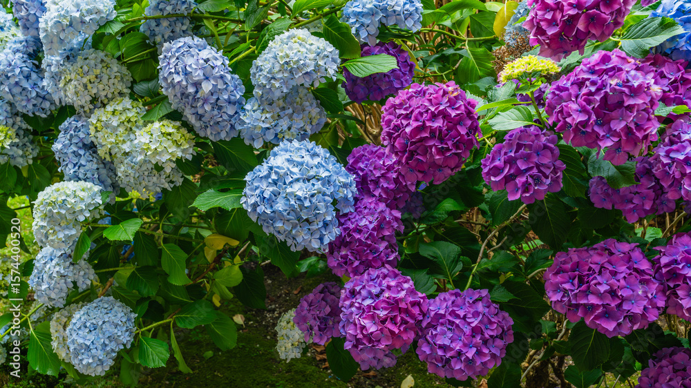 Beautiful hydrangeas in the courtyard of the Fonseca Palace in Santiago de Compostela, Galicia. Beautiful hydrangeas in the courtyard of the Fonseca Palace in Santiago de Compostela, Galicia.