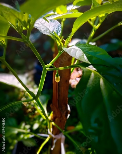 Green chilli leaf  and plant 
