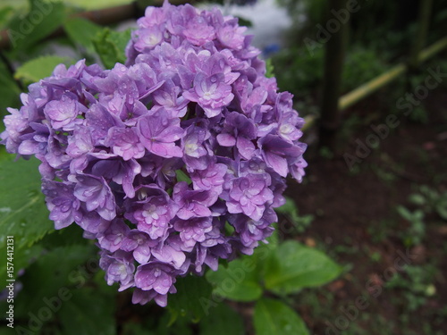 雨粒が光る紫陽花