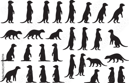 Meerkat silhouettes standing and walking animal wildlife