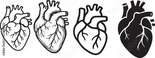 Anatomical human heart illustrations anatomy medical