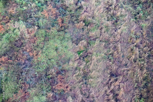 wild grasses, abstract aerial view, multi coloured fields of grass, Queensland Australia