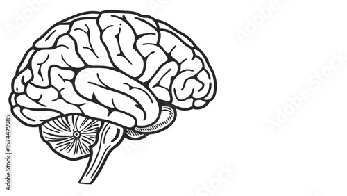 Detailed Anatomical Illustration of the Human Brain Showing Cerebrum Cerebellum and Brainstem
